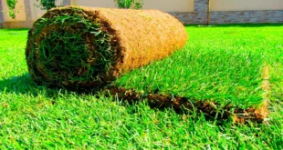 Как правильно косить рулонный газон?